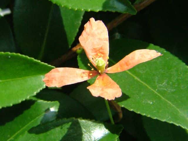 ナガミヒナゲシ花