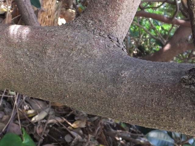 ハマビワ樹皮