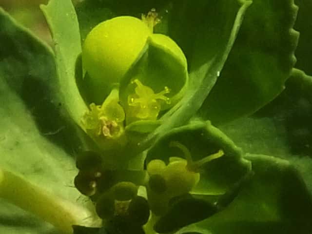 トウダイグサ花