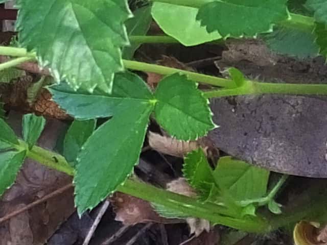 キジムシロ茎葉