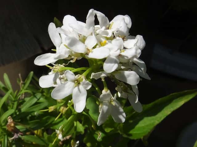 トキワマガリバナ花