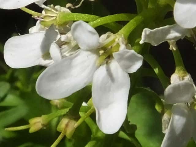 トキワマガリバナ花