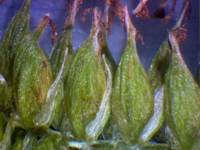ヒメシラスゲ果胞鱗片