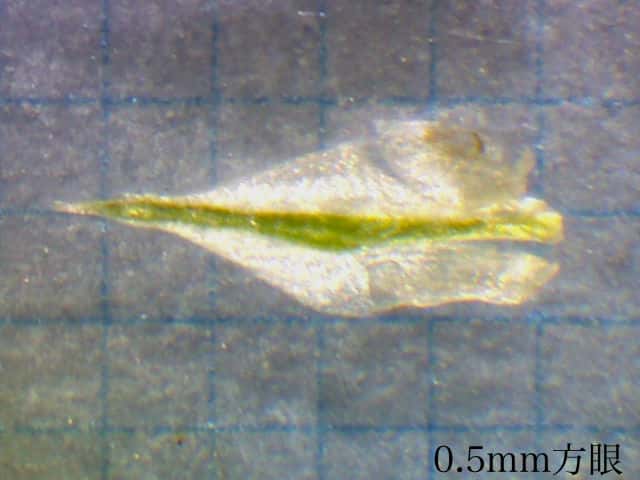 ヒメシラスゲ雌鱗片