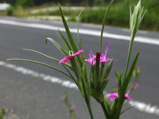 ノハラナデシコ花