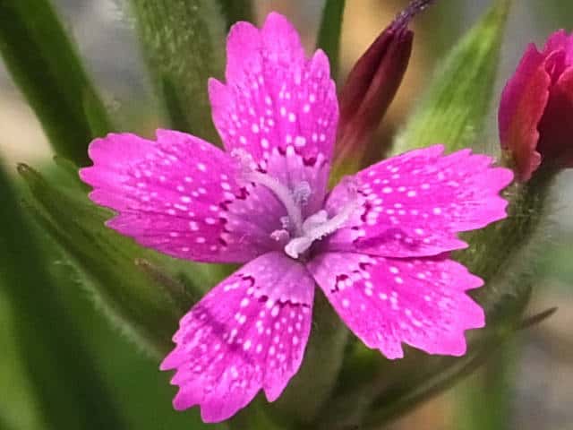 ノハラナデシコ花
