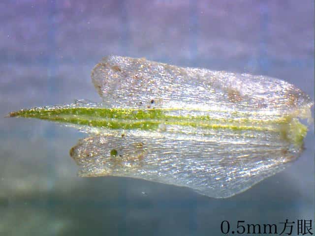ヤマテキリスゲ雌鱗片