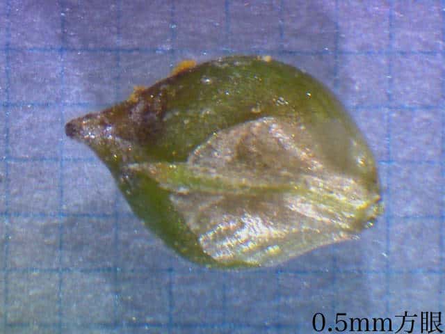 ヤマテキリスゲ果胞鱗片