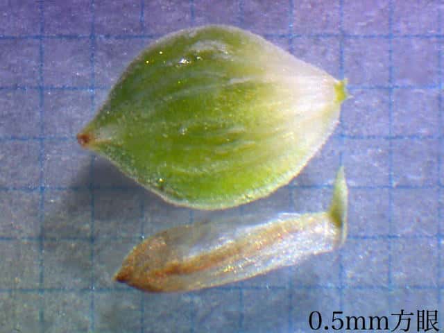 タチスゲ果胞鱗片
