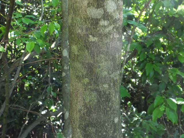 ヤマボウシ樹皮