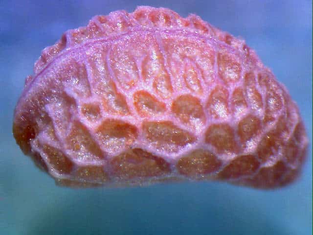 エビガライチゴ核