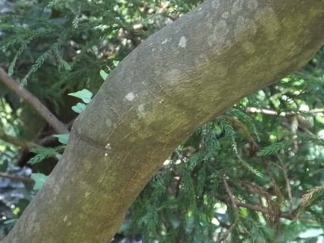 エゴノキ樹皮