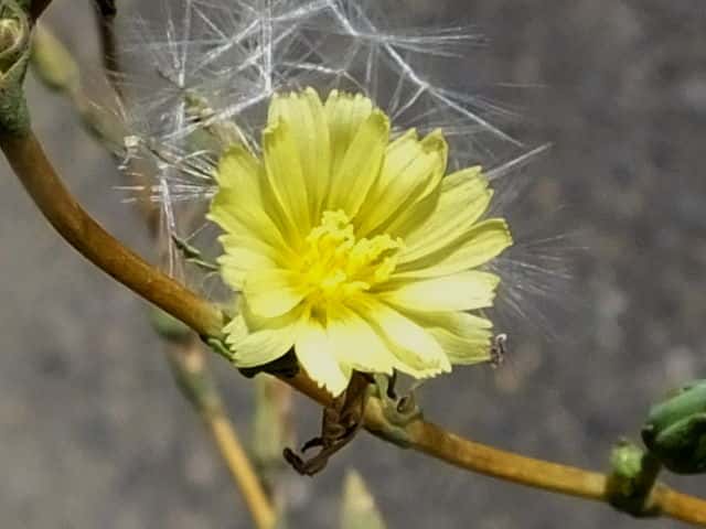 トゲチシャ花
