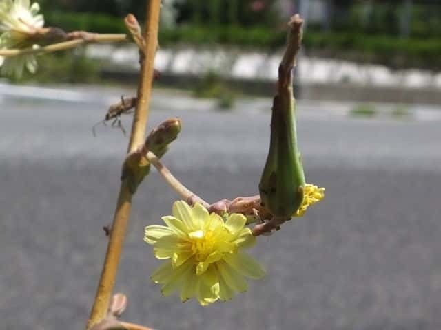 トゲチシャ花
