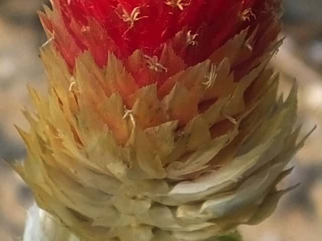 アメリカセンニチコウ花