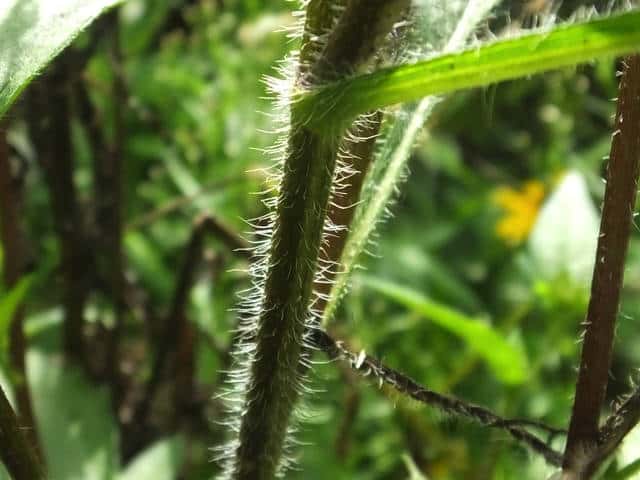 ミツバオオハンゴンソウ茎