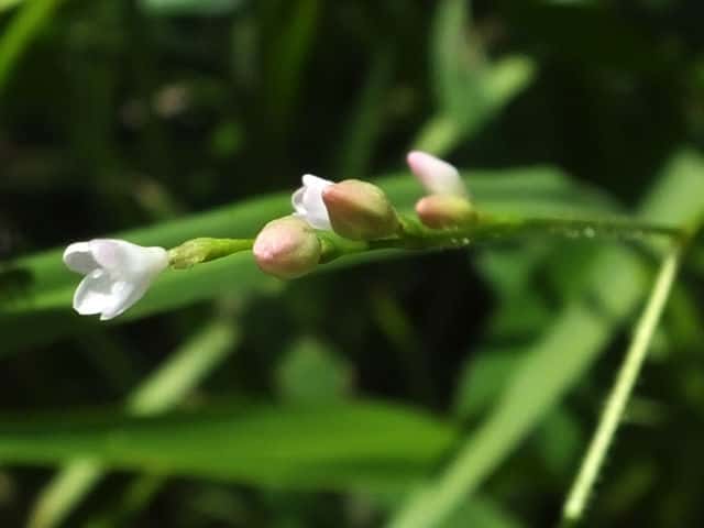 ホソバノウナギツカミ花