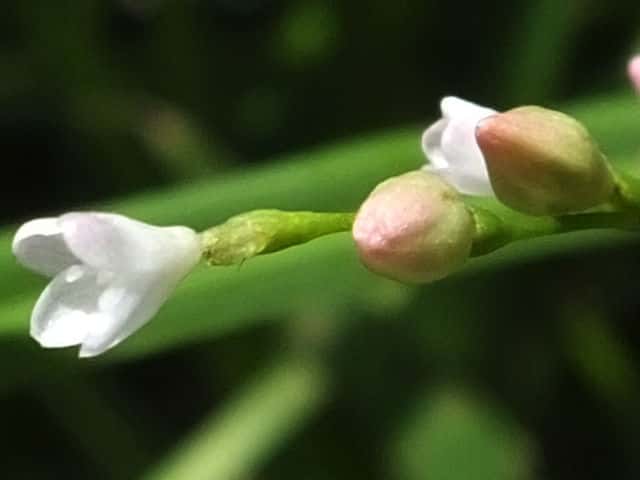 ホソバノウナギツカミ花