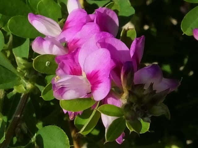 アカバナメドハギ花