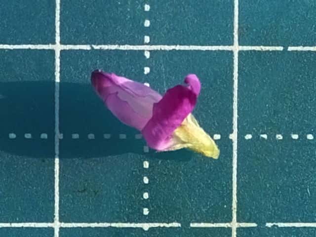 アカバナメドハギ花