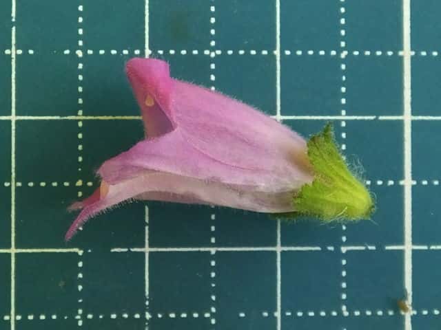 コシオガマ花