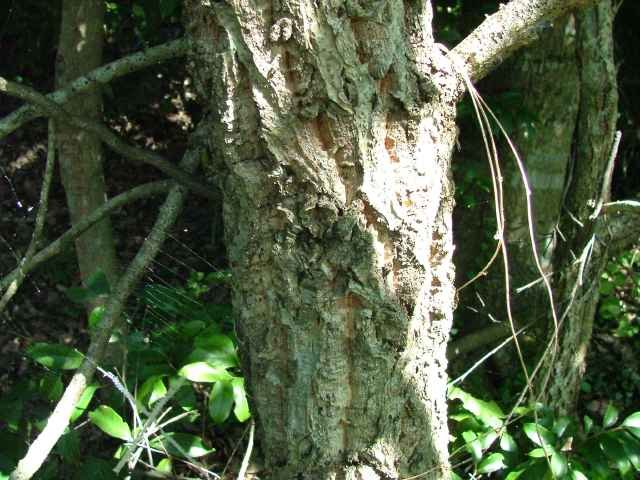 アベマキ樹皮