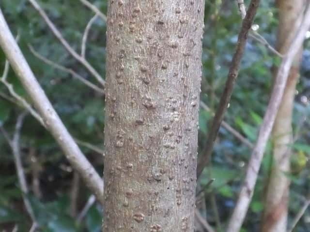 カナクギノキ樹皮