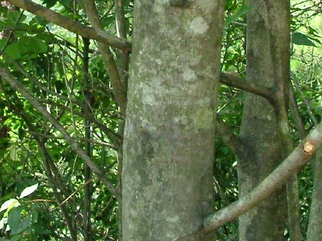 タムシバ樹皮
