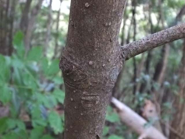 キミノシロダモ樹皮