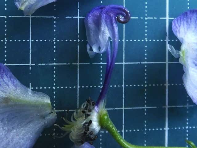 トリカブト花