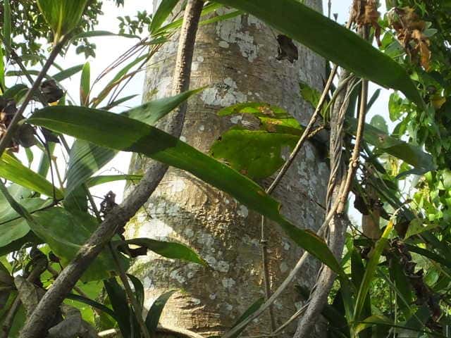 クロガネモチ樹皮