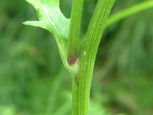 ベニバナボロギク茎