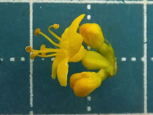 オミナエシ花