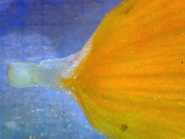 キバナコスモス舌状花
