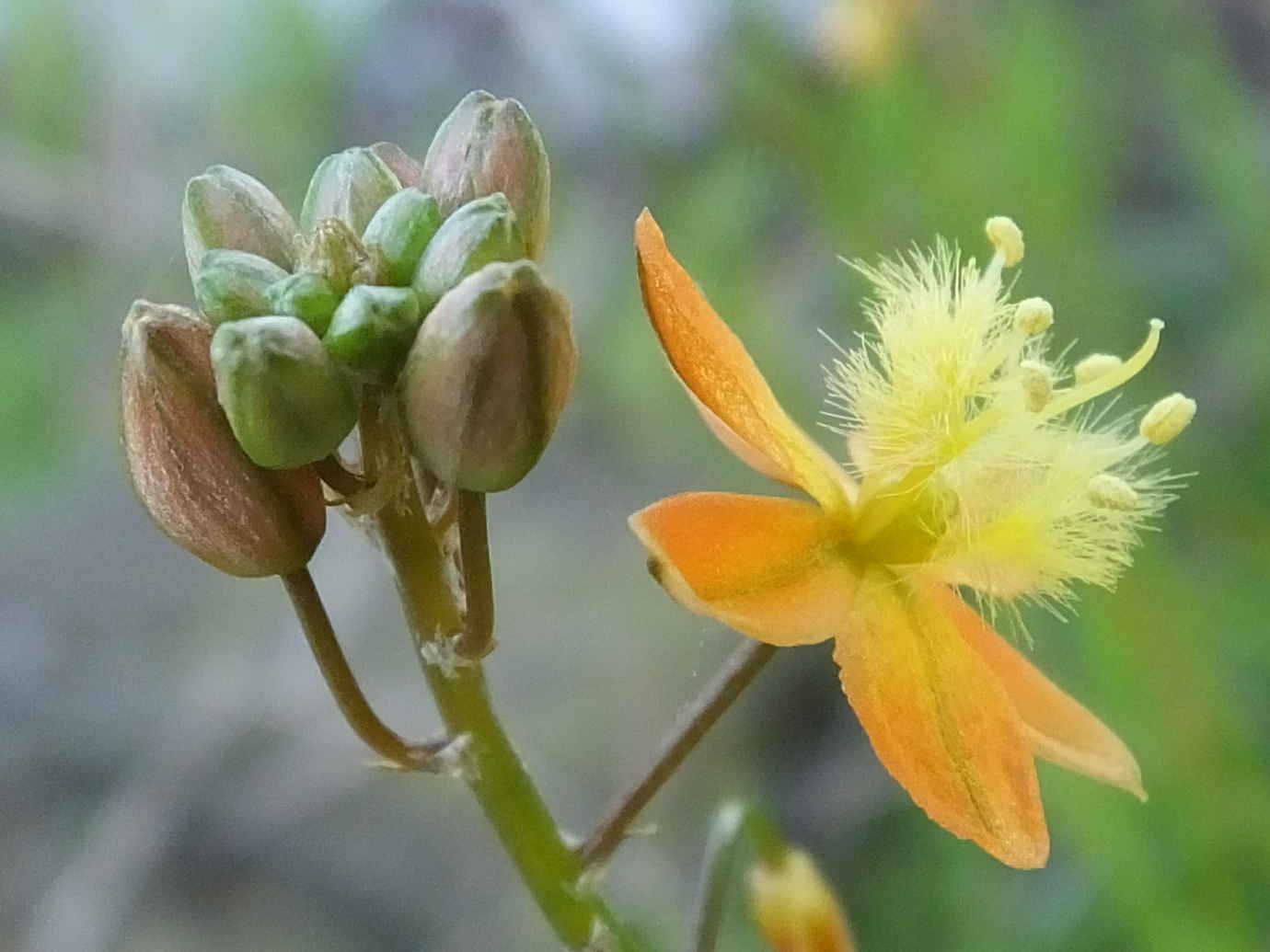 ハナアロエ花
