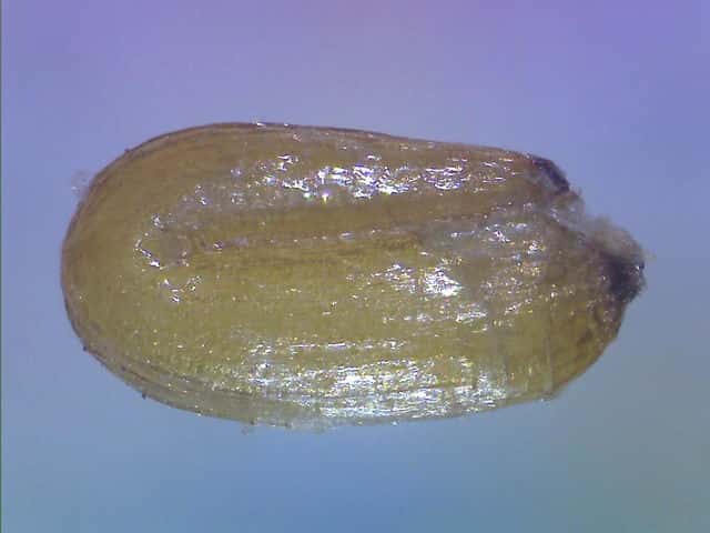 ヘラオモダカ種子