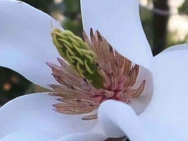 タムシバ花