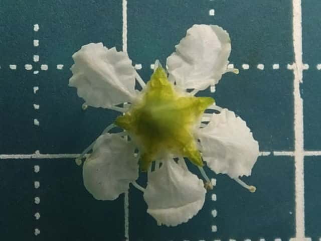 ウワミズザクラ花