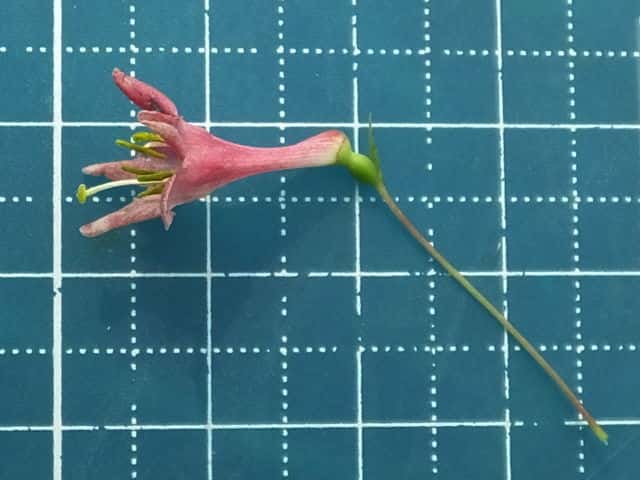 ウグイスカグラ花