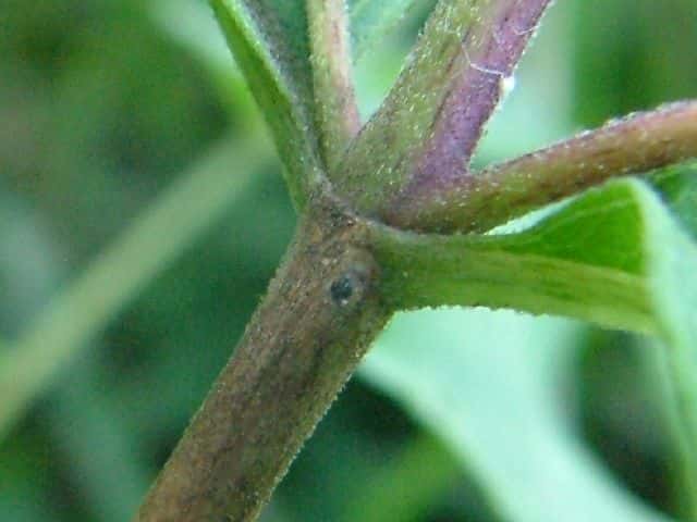 オオヒヨドリバナ茎