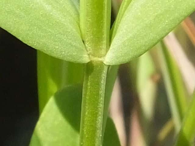 ハナハマセンブリ茎