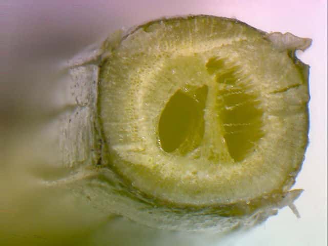 ハナハマセンブリ茎