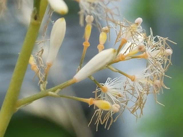 タケニグサ花