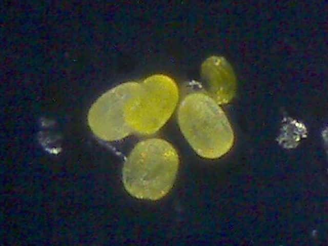 ハナハマセンブリ花粉