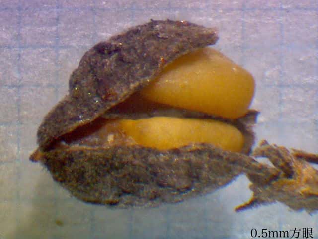 シロバナシナガワハギ種子