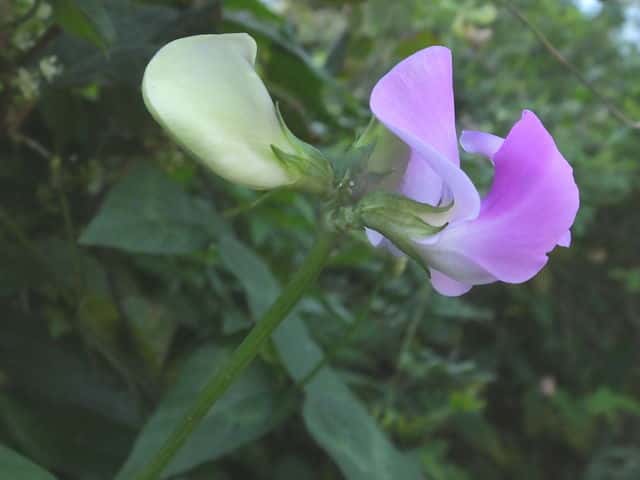 アカササゲ花