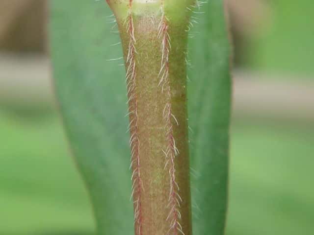 メリケンムグラ茎