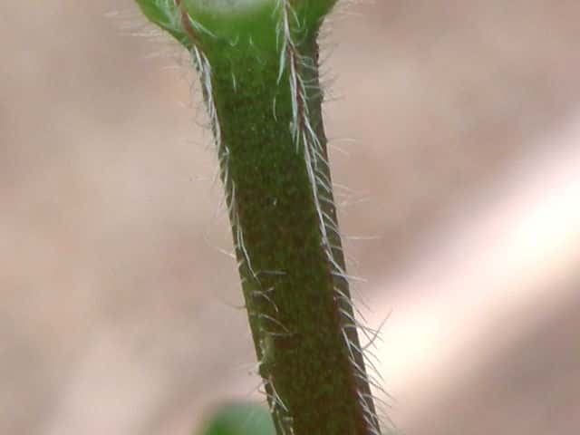 メリケンムグラ茎