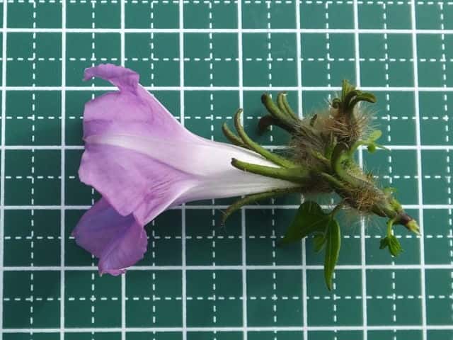 アメリカアサガオ花