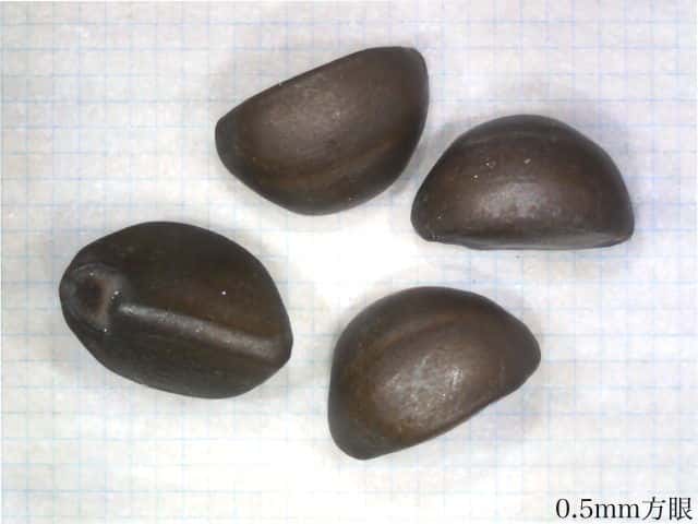 ホシアサガオ種子